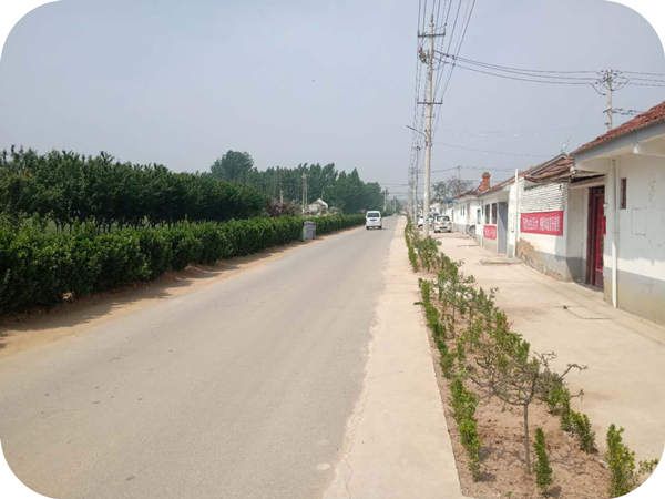 华山榛业帮助贫困村修建道路美化绿化村庄环境