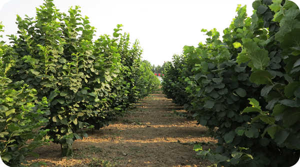 Well-managed hazelnut planting base