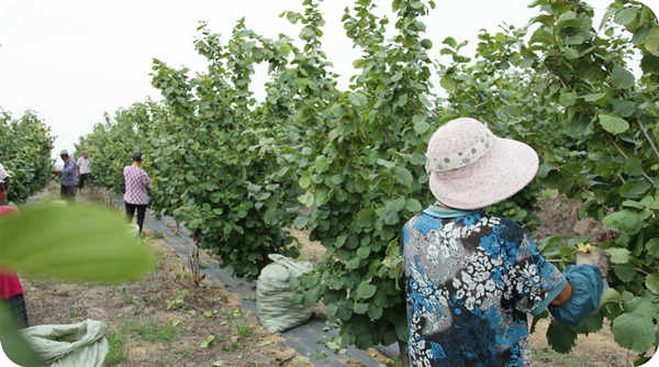 Hazelnuts have a good harvest