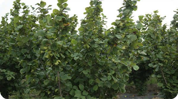 Huashan Hazel Industry 24 hectares of hazelnut female parent breeding base