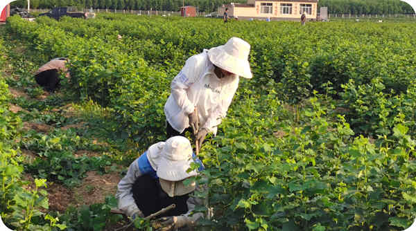 Base workers working in the fields