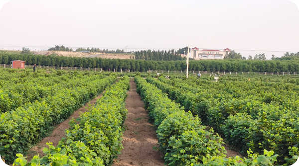 Huashan Hazel Industry 40 hectares of high-quality seedling breeding base