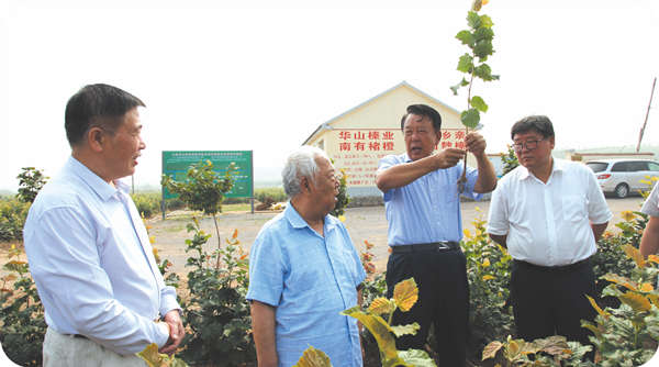 Song Weiming, former president of Beijing Forestry University, head of the Chinese Nut Brand Cluster Expert Group, visited the base for investigation