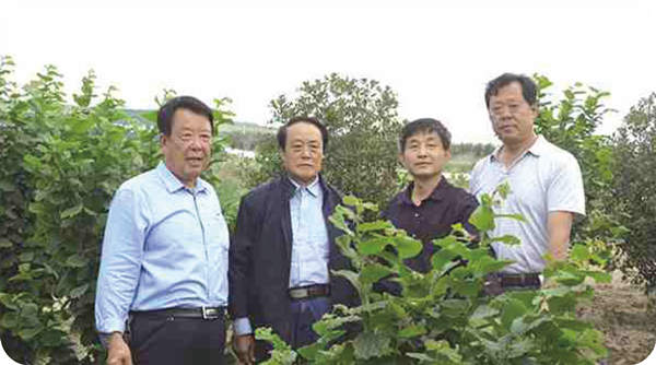 Liang Weijian, the father of China's hazelnuts, Wang Guixi, chairman of the hazel branch of the China Economic Forest Association, visited the base to guide hazelnut seedling breeding and hazelnut planting techniques