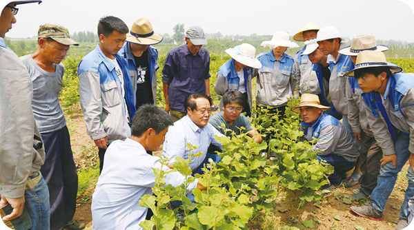 Liang Weijian, the father of China's hazelnuts, Wang Guixi, chairman of the hazel branch of the China Economic Forest Association, visited the base to guide hazelnut seedling breeding and hazelnut planting techniques