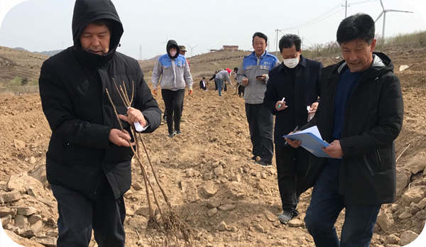 Zhao Zhifeng, President of Shandong Economic Forest Association and Researcher of Economic Forest Management Station, guides the contrast experiment of hazelnut varieties on site