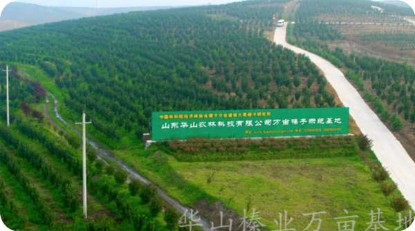 Huashan Hazel Industry's 667 hectares hazelnut standardization demonstration base completed the planting area of 21,000 mu