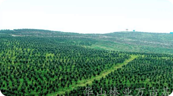 The growth status of hazelnuts in the 667 hectares hazelnut standardization demonstration base of Huashan hazel industry