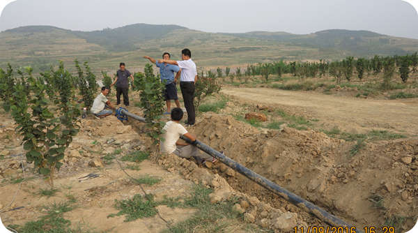 华山榛业万亩榛子标准化示范基地灌溉管道建设220千米