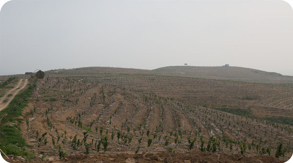 华山榛业万亩榛子标准化示范基地栽植的一年榛子苗