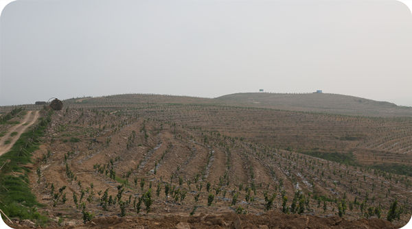 One-year hazelnut seedlings planted in the 667 hectares hazelnut standardization demonstration base of Huashan Hazel Industry