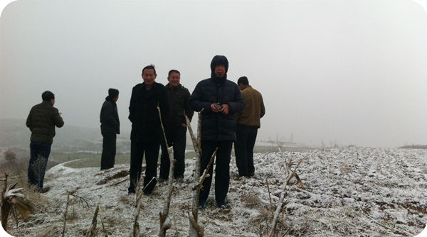 Wei Benxin, the founder of Wei Zhen brand, plans the construction of hazelnut planting base