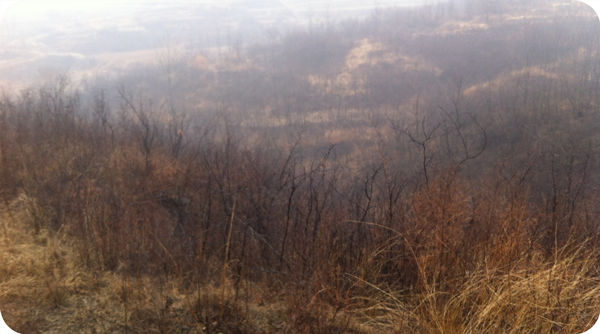 The front view of the construction of Huashan Hazelnut Standardization Demonstration Base for 667 hectares of Hazelnut