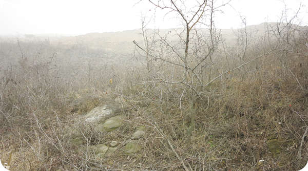 The front view of the construction of Huashan Hazelnut Standardization Demonstration Base for 667 hectares of Hazelnut